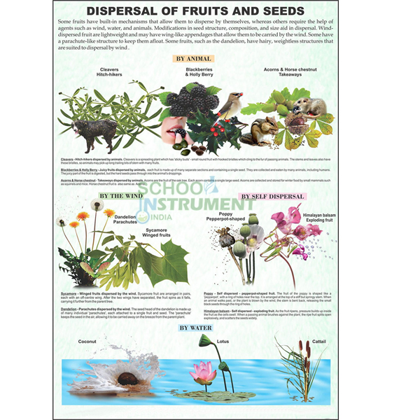 Seeds Charts, Botany